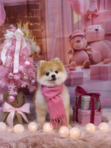 20241228モコくん